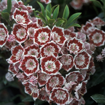 Kalmia 'Minuet'