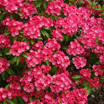 Kalmia 'Sarah' 