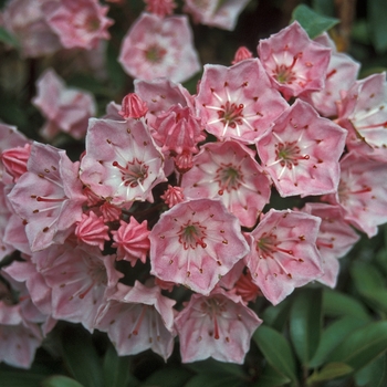 Kalmia 'Tinkerbelle' 