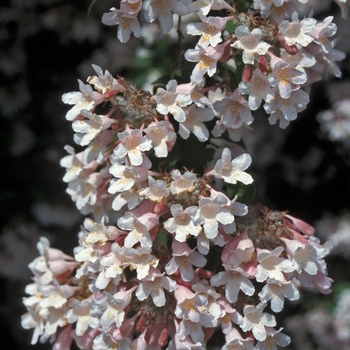 Kolkwitzia amabilis 'Pink Cloud'