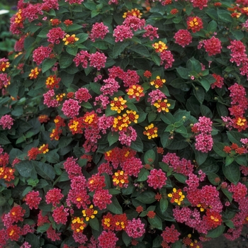 Lantana camara 'Anne Marie'