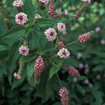 Lantana trifolia 'Lavender Popcorn' 