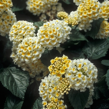 Lantana 'Morning Glow Vanilla' 