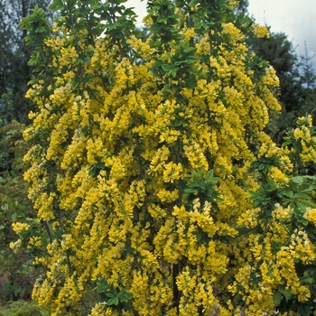 Laburnum vossii 'Sunspire'