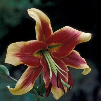 Lilium 'Alchemy'