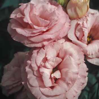 Eustoma 'Cinderella Pink'