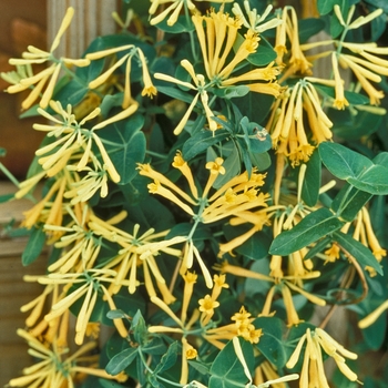 Lonicera sempervirens 'John Clayton'