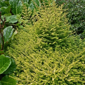 Lonicera nitida 'Baggesen's Gold' 