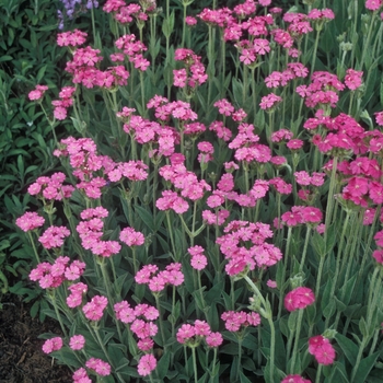 Lychnis flos-jovis nana 'Peggy'