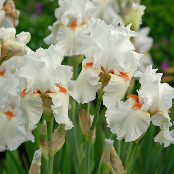 Iris 'Celestial Flame' 