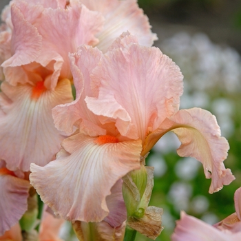 Iris 'Hidden World' 