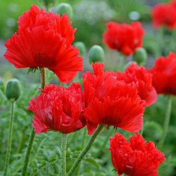 Papaver orientale 'Flamenco Dancer'