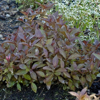 Weigela florida 'Elvera' PP12217, Can 2643