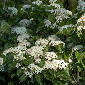 Viburnum dilatatum 'Henneke' PP12870