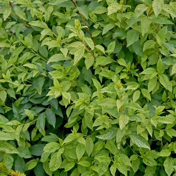 Forsythia viridissima var. koreana 'Kumson' 