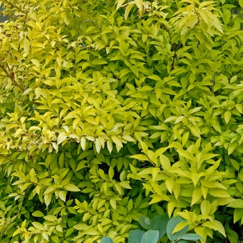 Forsythia koreana 'Suwan Gold'