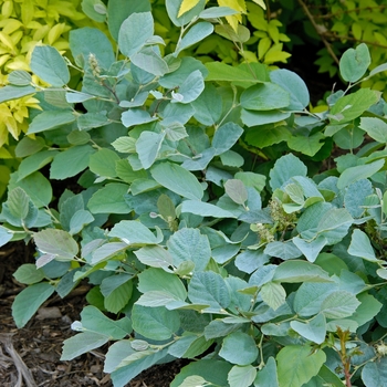 Fothergilla major 'Blue Shadow' 