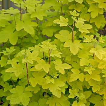 Ribes sanguineum 'Brocklebankii'