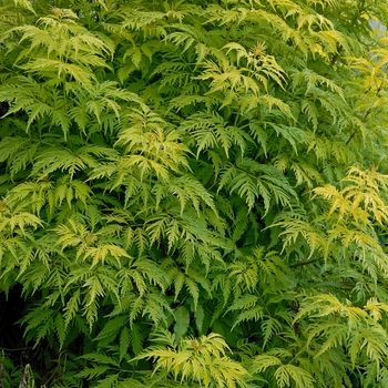 Sambucus racemosa 'Sutherland Gold' 