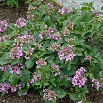 Hydrangea macrophylla 'Claudia' 