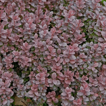 Berberis thunbergii 'Concorde' 