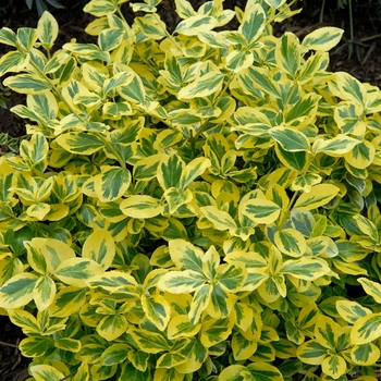 Euonymus fortunei 'Roemertwo' 