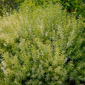 Spiraea thunbergii 'Mt Fuji' 