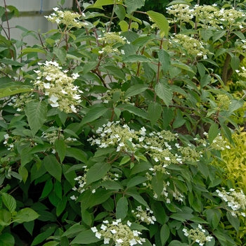 Hydrangea heteromalla