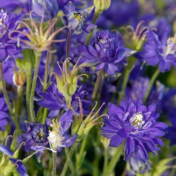 Aquilegia vulgaris Clementine™ 'Blue'