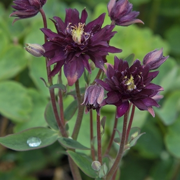 Aquilegia vulgaris 'Purple' 