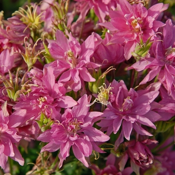 Aquilegia vulgaris Clementine™ 'Rose'