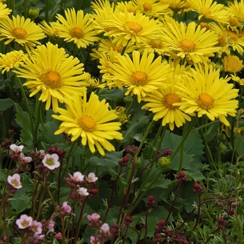 Doronicum 'Little Leo' 