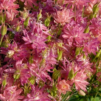 Aquilegia vulgaris 'Salmon Rose' 