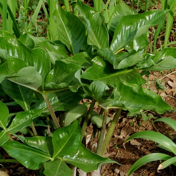 Arisaema ringens