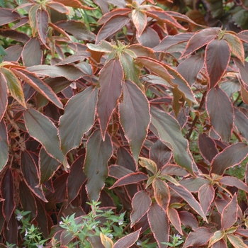 Acalypha wilkesiana 'Bourbon Street' 