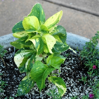 Acalypha wilkesiana 'Ceylon Lime' 