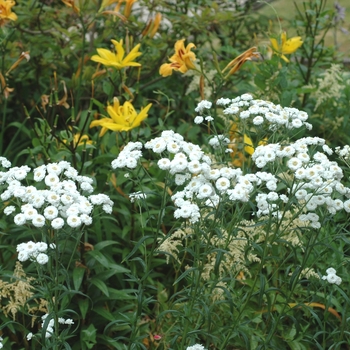 Achillea ptarmica 'The Pearl' 