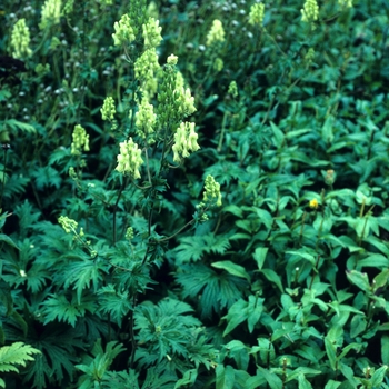 Aconitum lycoctonum