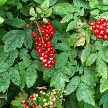 Actaea rubra 