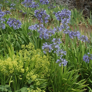 Agapanthus 'Bressingham White'