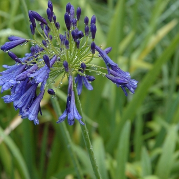 Agapanthus 'Storm Cloud'