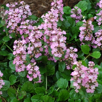 Ajuga genevensis 