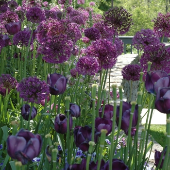 Allium aflatunense 'Purple Majesty' 