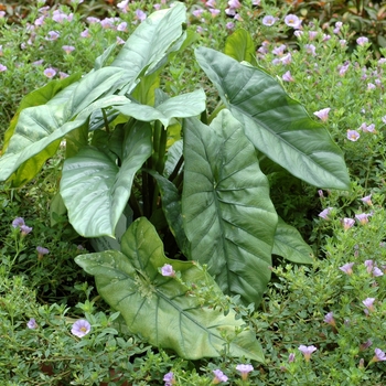 Alocasia 'Aquino'