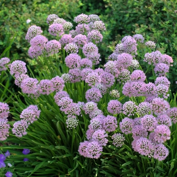 Allium senescens 