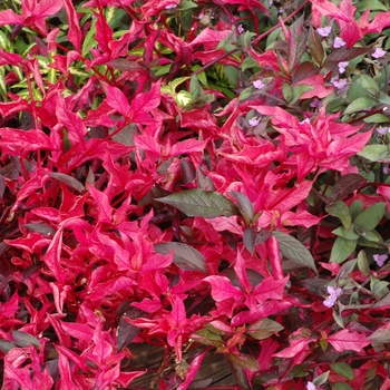 Alternanthera dentata 'Summer Flame'