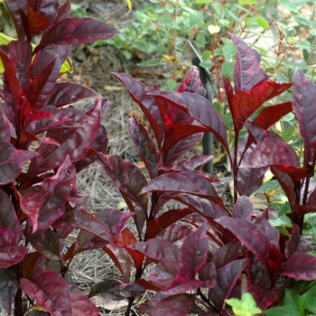 Alternanthera dentata 'Kaleidoscope' 