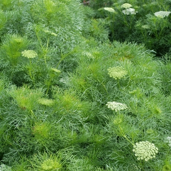 Ammi visnaga