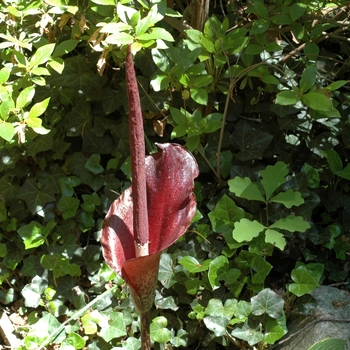 Amorphophallus konjac 