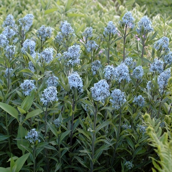 Amsonia tabernaemontana